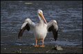 _0SB3126 american white pelican